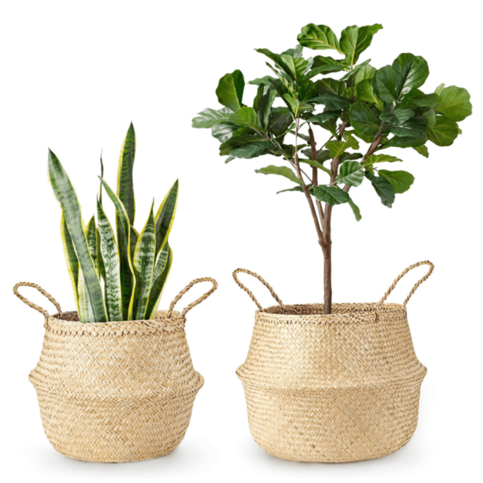 Hanging Plants Indoor | Basket Planters for Indoor Plants: Elevate Your Home Décor with Natural Charm