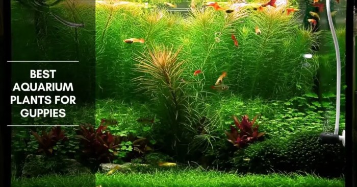 Hanging Plants Indoor | Best Plants for Guppy Tanks: A Comprehensive Guide to Creating a Thriving Underwater Oasis