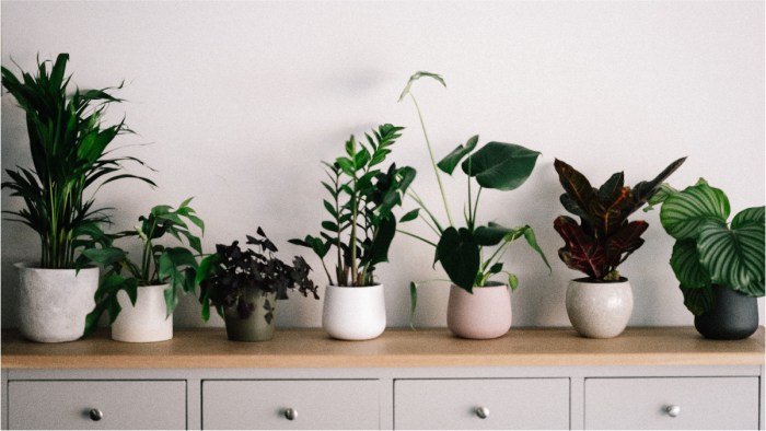 Hanging Plants Indoor | Best Plants for Dorm Rooms: A Guide to Greenery in Confined Spaces