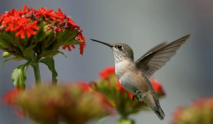 Hanging Plants Indoor | Hanging Plants for Hummingbirds: A Guide to Attracting and Supporting These Vibrant Visitors