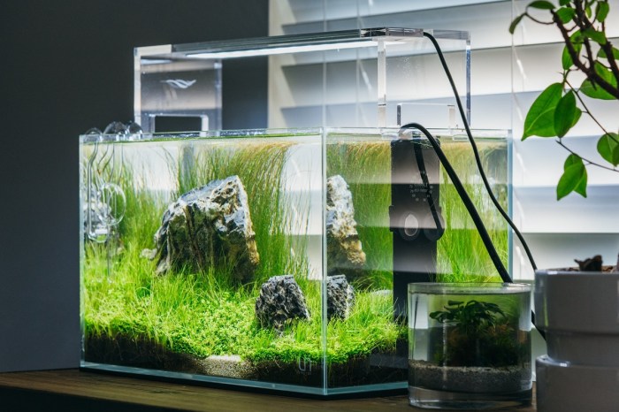 Hanging Plants Indoor | Best Plants for Nano Tanks: A Comprehensive Guide