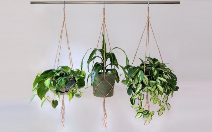 Hanging Plants Indoor | Easy Care Indoor Hanging Plants: A Guide to Greenery and Style