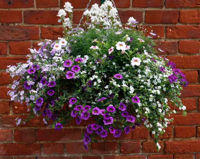 Hanging Plants Indoor | Discover the Allure of Hanging Basket Plant Collections