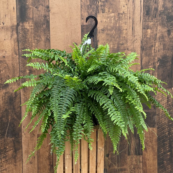 Hanging Plants Indoor | Boston Fern Indoor Hanging Baskets: Enhance Your Space with Greenery and Style