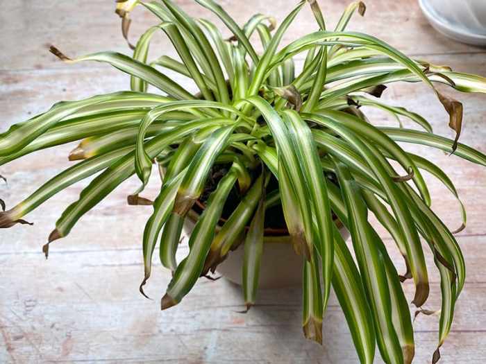 Hanging Plants Indoor | How to Trim Spider Plant Brown Tips: A Comprehensive Guide