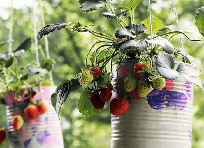 Hanging Plants Indoor | Strawberry Planters from Bunnings: A Comprehensive Guide to Growing Strawberries Vertically