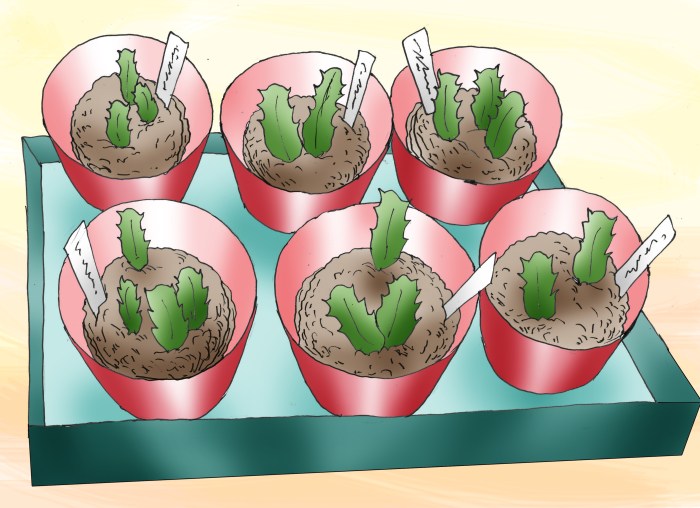 Hanging Plants Indoor | How to Care for a Christmas Cactus Plant: A Comprehensive Guide