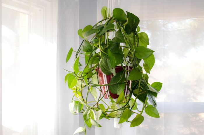 Hanging Plants Indoor | 10 Hanging Plants Keep Dying: Causes, Solutions, and Advanced Care