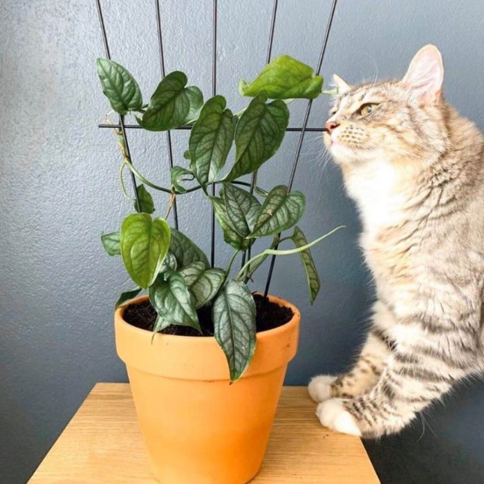 Hanging Plants Indoor | Cat-Friendly Hanging House Plants: A Guide to Enriching Your Feline's Indoor Environment