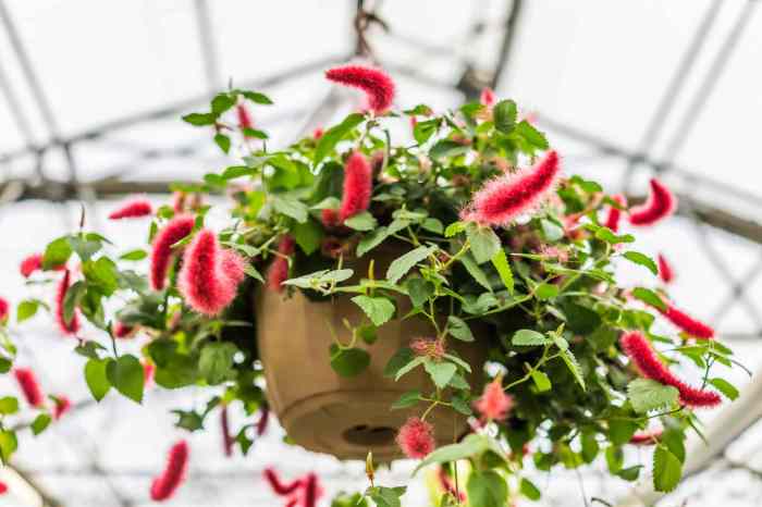 Hanging Plants Indoor | Best Houseplants for Hanging Baskets: A Guide to Thriving Indoor Greenery