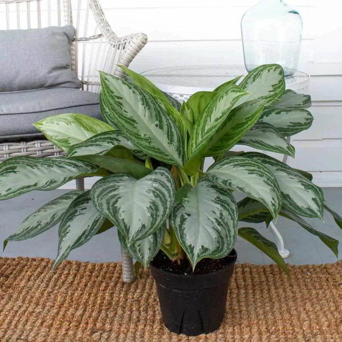 Hanging Plants Indoor | Chinese Evergreen Hanging Plant: A Guide to Care and Decorative Uses