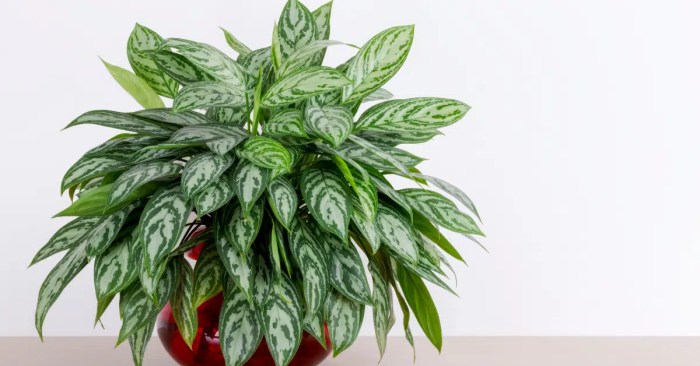 Hanging Plants Indoor | Chinese Evergreen Hanging: An Oasis of Beauty and Functionality