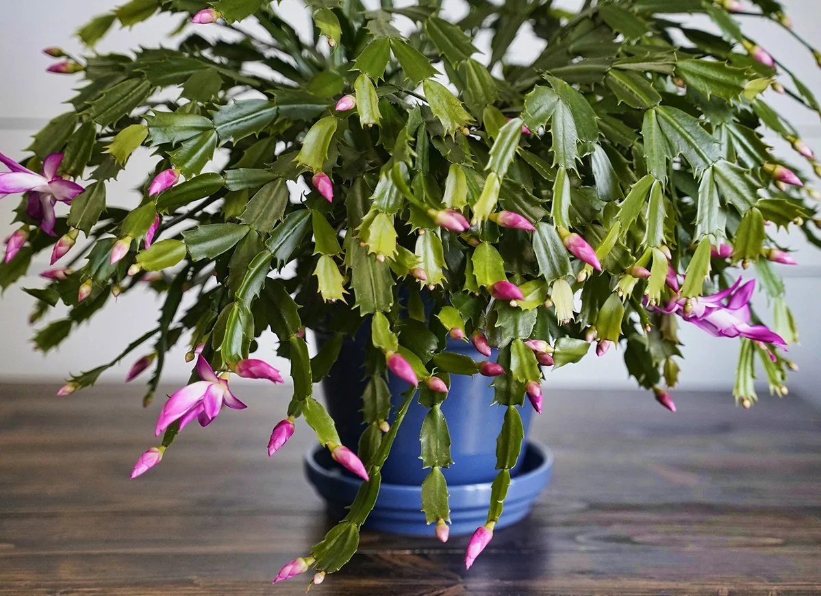 Hanging Plants Indoor | Hanging Cactuses: A Guide to Their Cultivation and Decorative Uses