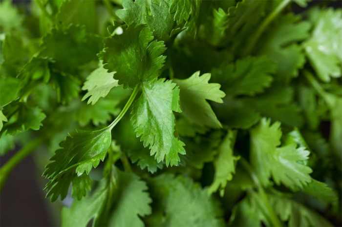 Hanging Plants Indoor | How to Trim Cilantro Plants: A Guide to Promote Growth, Enhance Flavor, and Extend Lifespan