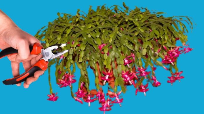 Hanging Plants Indoor | Prune Your Cactus Houseplants for Health and Beauty