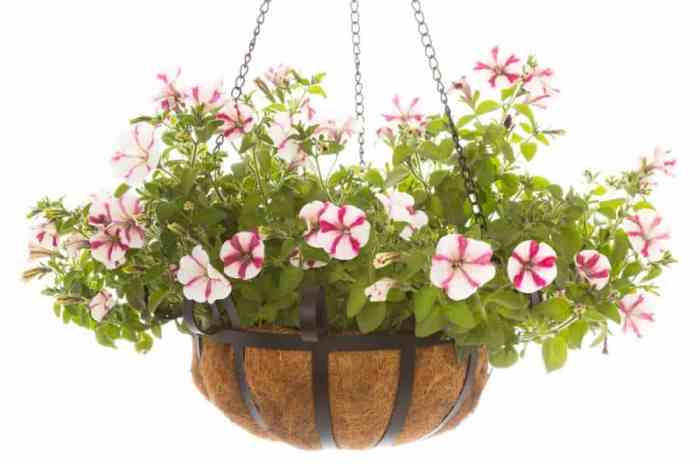 Hanging Plants Indoor | Bring Hanging Baskets Indoors for Extended Beauty and Enhanced Living Spaces