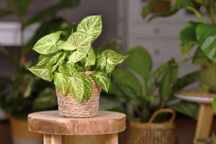 Hanging Plants Indoor | 10 Hanging Plants That Thrive in Low Light