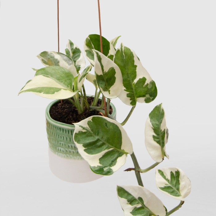Hanging Plants Indoor | Devil's Ivy Bunnings Hanging: An Enchanting Addition to Your Home Decor