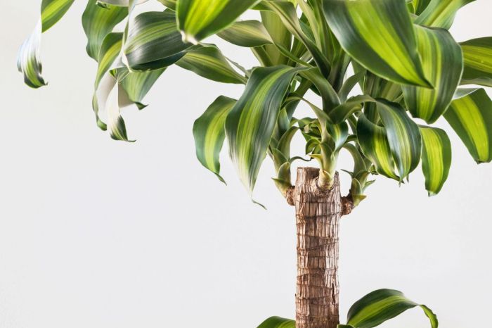 Hanging Plants Indoor | Dracaena Plant: A Guide to Corn Plant Care and Propagation