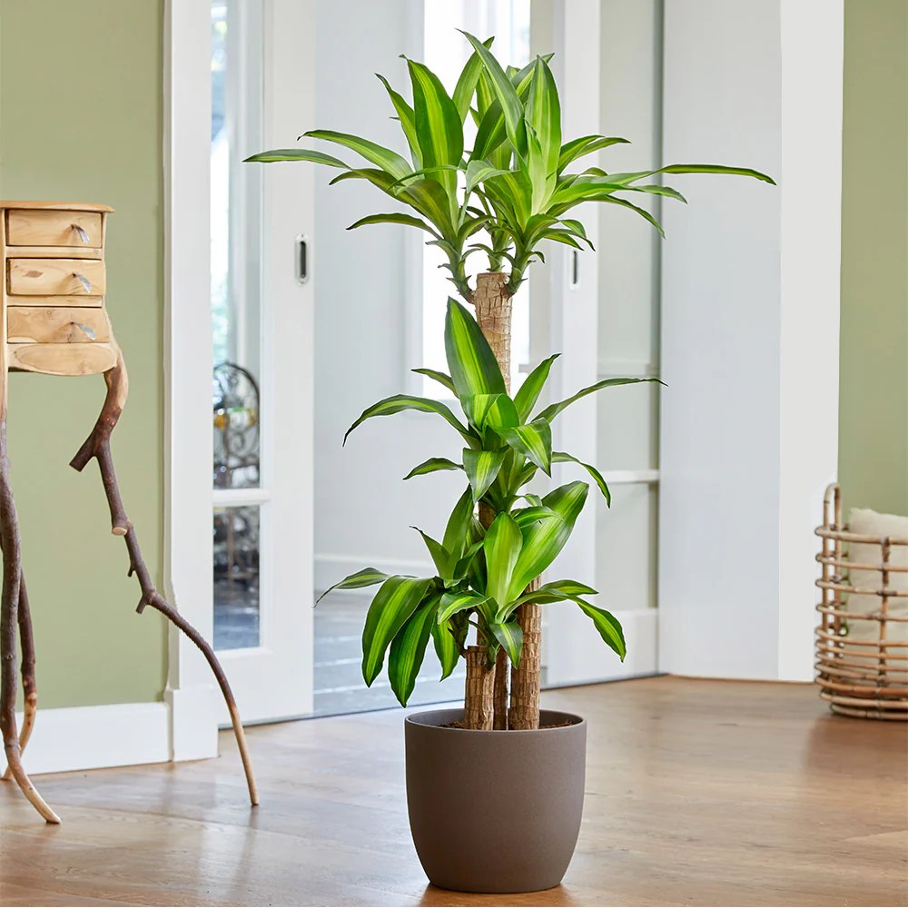 Hanging Plants Indoor | Indoor Corn Plants: The Ultimate Guide to Care, Decor, and Benefits