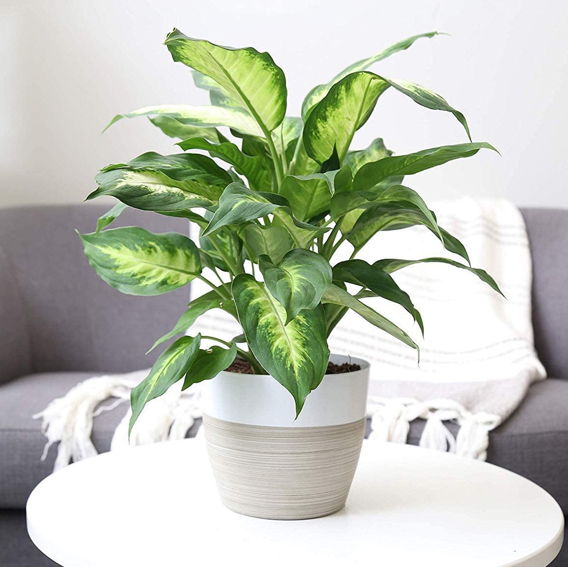 Hanging Plants Indoor | 5 Draping Indoor Plants for Low Light: Beautify Your Space with Minimal Effort
