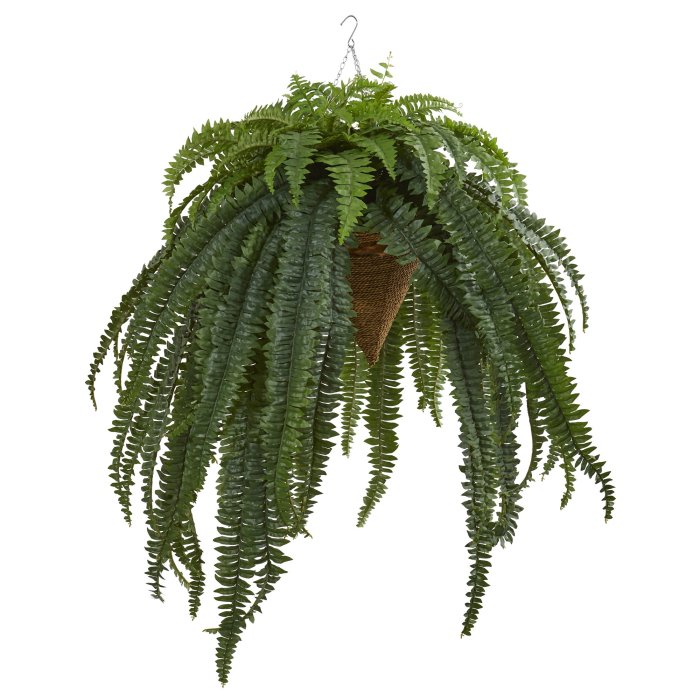 Hanging Plants Indoor | Hanging Fern Plants: An Indoor Oasis for Purification and Beauty