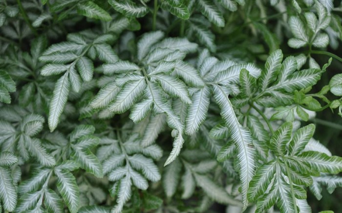 Hanging Plants Indoor | Silver Lace Fern: A Versatile Plant for Landscaping and Artistic Inspiration