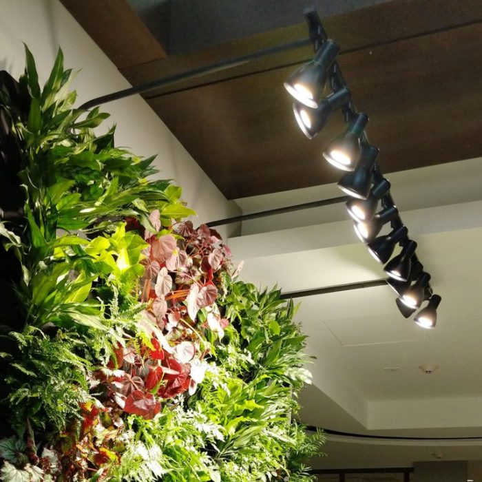 Hanging Plants Indoor | Wall Mounted Plant Grow Lights: Enhancing Indoor Greenery with Precision