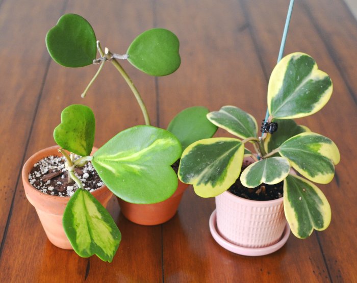 Hanging Plants Indoor | Trim Your Hoya Plant for Health and Beauty