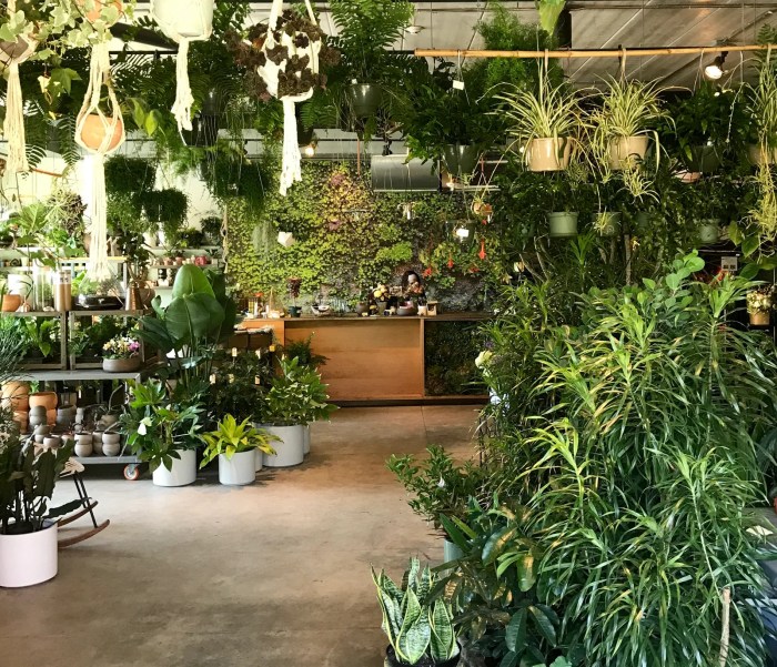 Hanging Plants Indoor | Plants Shop: A Haven for Plant Enthusiasts and Gardening Experts