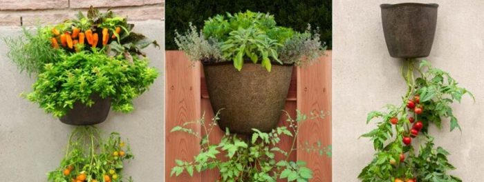 Hanging Plants Indoor | Hanging Tomato Planter Bunnings: The Ultimate Guide to Growing Tomatoes Vertically