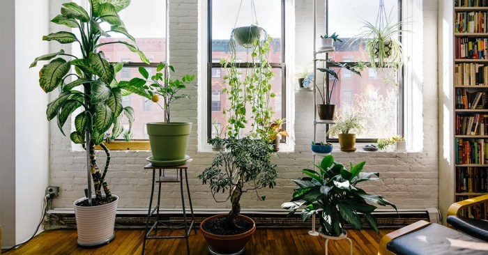 Hanging Plants Indoor | 10 Hanging Plants to Elevate Your Rental Apartment