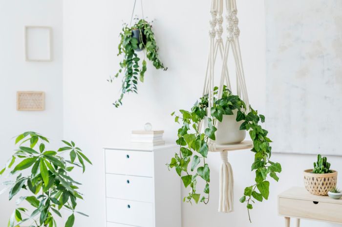 Hanging Plants Indoor | Hanging Vine Plants: Transform Your Indoor Space with Living Art