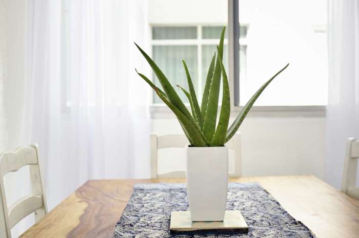 Hanging Plants Indoor | Hanging Plants that Purify the Air: Breathe Easier with Indoor Greenery