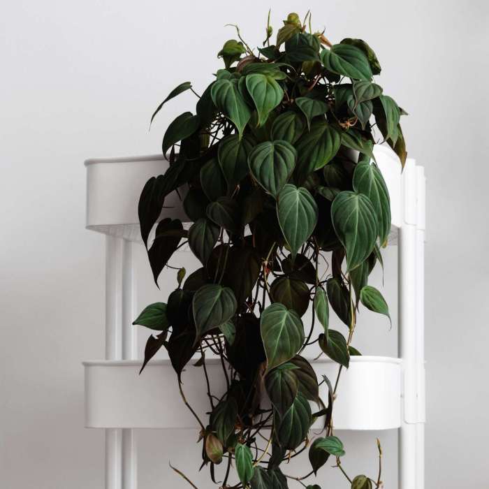 Hanging Plants Indoor | 5 Direct Light Hanging Plants for Enhanced Living Spaces