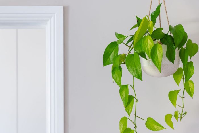 Hanging Plants Indoor | Hanging Ivy Plants: Indoor Greenery with Air-Purifying Benefits