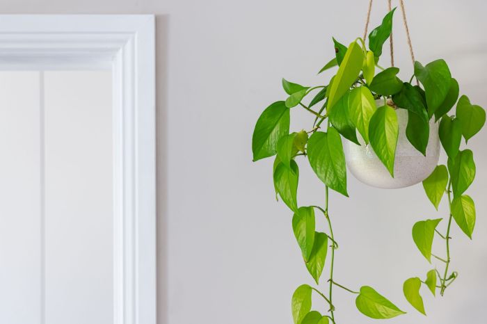 Hanging Plants Indoor | Green Hanging Plants: Enhance Your Indoor Spaces with Nature's Beauty