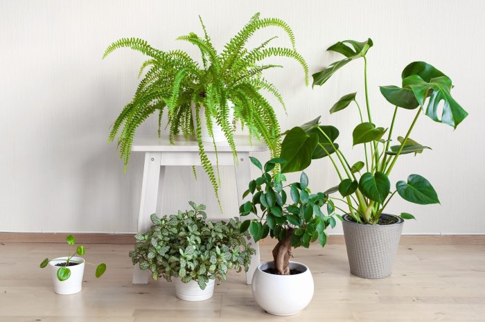 Hanging Plants Indoor | Cascading Indoor Plants for Low-Light Environments: A Guide to Bringing Nature Indoors