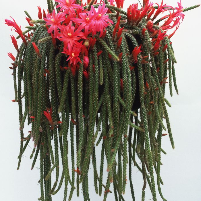 Hanging Plants Indoor | Hanging Cactus Indoor Plants: A Guide to Types, Care, and Creative Uses