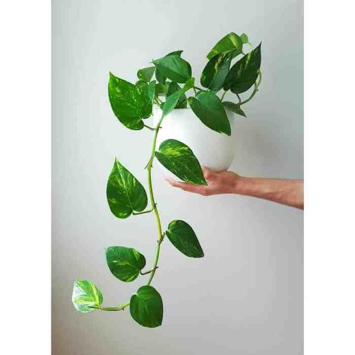 Hanging Plants Indoor | Best Draping Houseplants: Transform Your Home with Lush Greenery