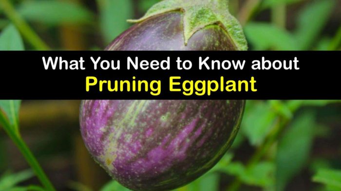 Hanging Plants Indoor | Master the Art of Trimming Eggplant: A Culinary Guide