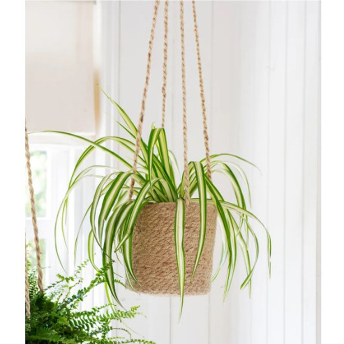 Hanging Plants Indoor | Easy to Care for Hanging House Plants: A Guide to Lush Indoor Greenery