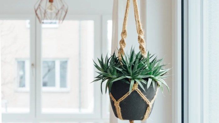 Hanging Plants Indoor | Creative Ways to Hang Plants Without Drainage Holes
