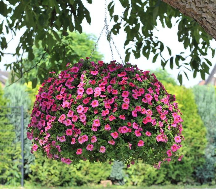 Hanging Plants Indoor | Discover Stunning Hanging Basket Plants Near You: A Guide to Local Beauties