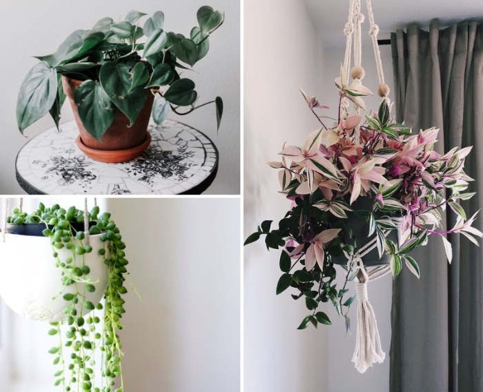 Hanging Plants Indoor | 10 Hanging Plants Nearby: Enhance Your Home Decor and Well-being