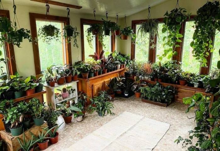 Hanging Plants Indoor | Hanging Plants for Low Light: A Guide to Brightening Dim Spaces