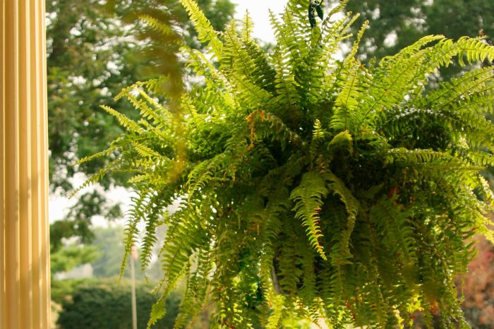 Hanging Plants Indoor | Hanging Fern Plants: An Indoor Oasis for Purification and Beauty