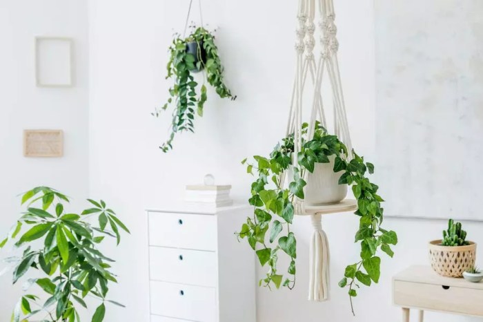 Hanging Plants Indoor | Hanging Plants Cat Friendly: A Comprehensive Guide for a Purrfect Environment
