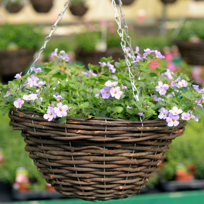 Hanging Plants Indoor | Hanging Baskets Plants For: A Guide to Enhancing Your Outdoor Space