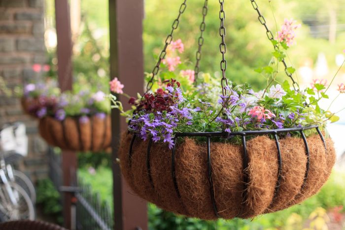 Hanging Plants Indoor | Hanging Basket Plants: A Comprehensive Guide to Creation and Care